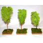 Albero lichene cm. 18-20 Albero lichene cm. 18-20